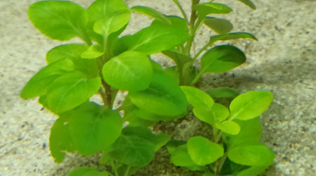 Début des plantations