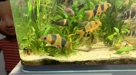 Encore un Botia ..un vrai bœuf isolé qui c’est fait plein de nouveaux copains..