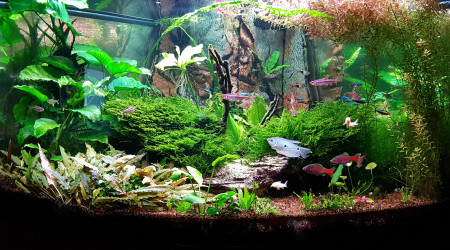 aquarium 350 Juwel Trigon