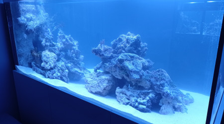 Avec les roches vivantes maintenant