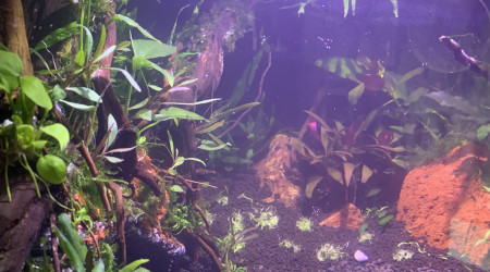 aquarium Nano 55L