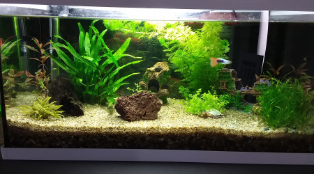 aquarium 1 er