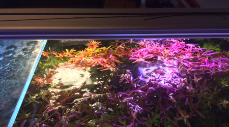 Rotala sous influence
