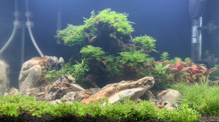 2 semaines de pousse