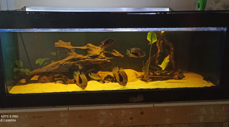 aquarium Amazonien