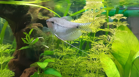 Ma nouvelle pensionnaire