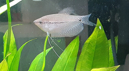 Mon nouveau pensionnaire