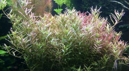 Rotala