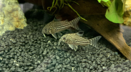 Corydoras julii