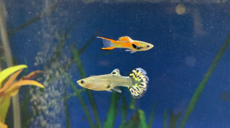 guppy de Endler et Poecilia reticula
