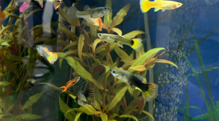 cohabitation Endler guppys