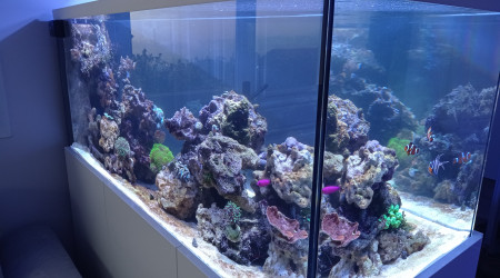 aquarium 500L récifal