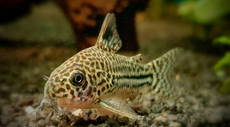 Corydoras Julii