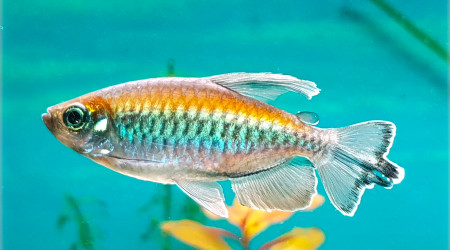 Phenacogrammus Interruptus