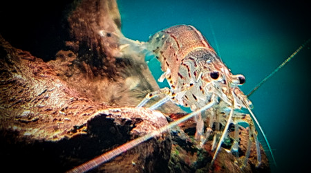 Crevette Cardina japonica