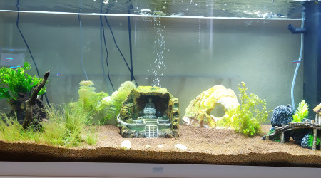 aquarium Zen