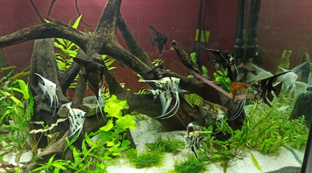 Introduction de la population