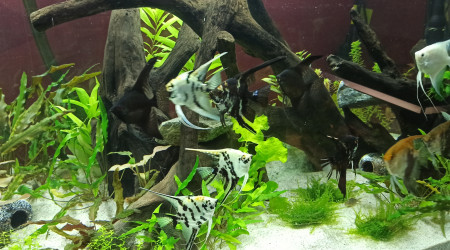 Introduction de la population