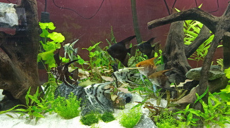 Introduction de la population