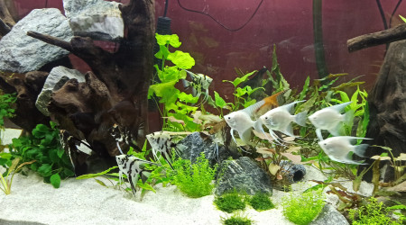 Introduction de la population