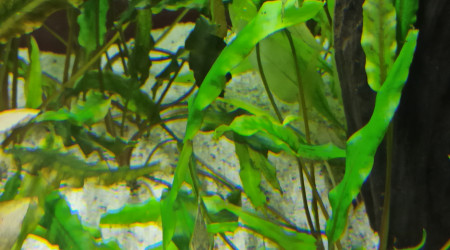 Les Otocinclus : imperturbables...