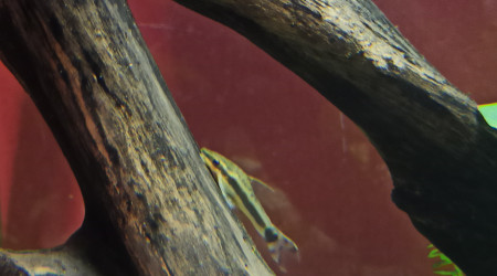 Les Otocinclus : imperturbables...