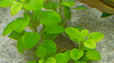 Lobelia "Sterbaï" Cardinalis