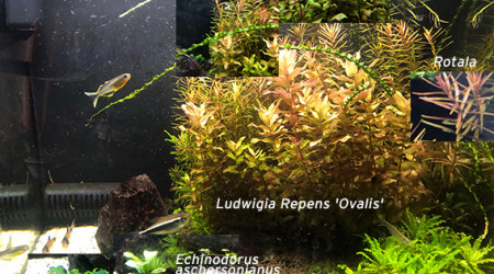 Mes plantes Semaine2