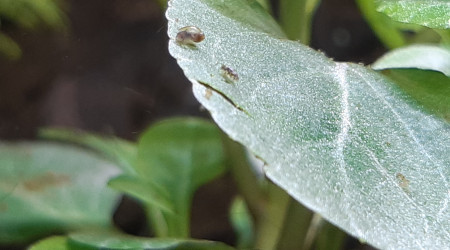 La micro faune est apparue!