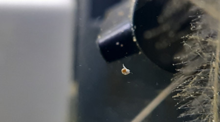 La micro faune est apparue!