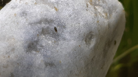 La micro faune est apparue!