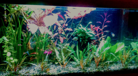 aquarium Ancien 110l eau douce