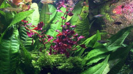 Spécial dédicace à Chris.