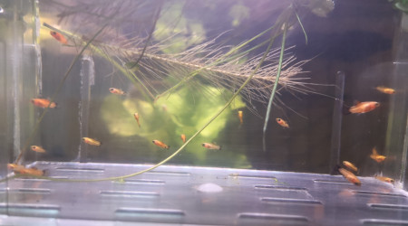 déménagement Platy