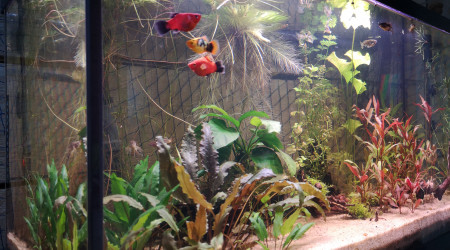 Réaménagement des plantes