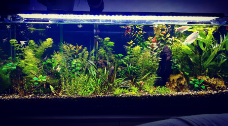 aquarium Aquarium 100litre