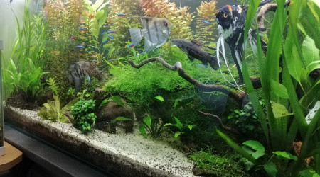 aquarium 360l amazonien