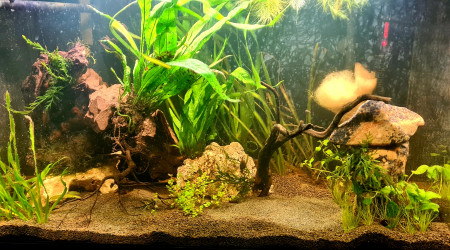 aquarium Projet