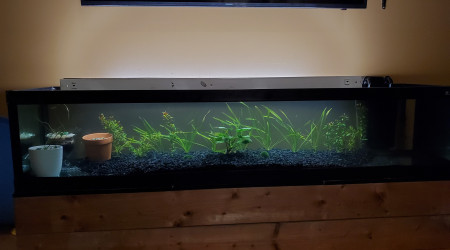 aquarium 225 litres Américain  planté