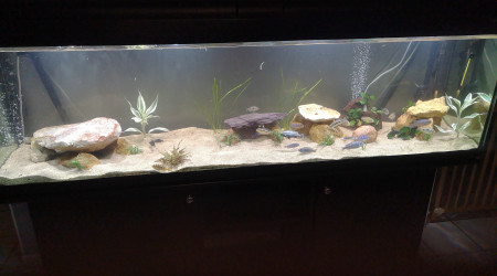 aquarium Home baby