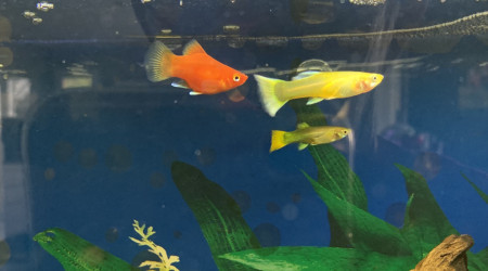 platy ajouté le 13 oct