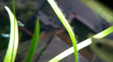 Apparition de nouvelles algues...