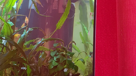 Des oeufs... encore des oeufs...