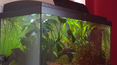 Des oeufs... encore des oeufs...