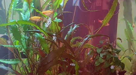 Des oeufs... encore des oeufs...