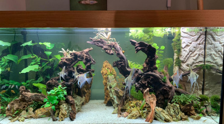 aquarium Pterotopia