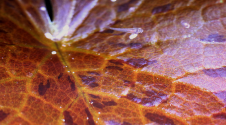 Alevin guppy dans le communautaire