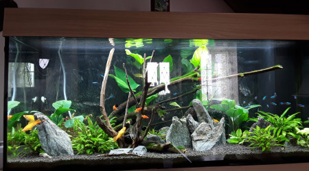 aquarium Amazonien