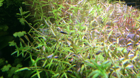 Le petit guppy noir !!!!?????