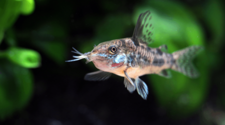 Le bébé cory du mois de juin